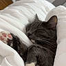 cat, sleeping, gray_cat, white_paws, pink_paw_pads, blanket, bed, cozy, indoor, resting, feline, pet, cute, whiskers, relaxation, fur, closeup, domestic_cat, comfort, nap