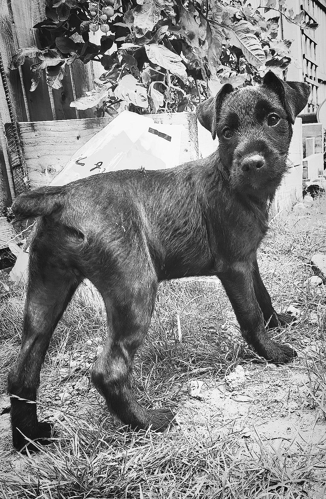 Jess joined the competition — help win amazing prizes! art, black, black_and_white, canidae, carnivore, companion_dog, dog, dog_breed, fur, grass, monochrome, monochrome_photography, sculpture, snout, sporting_group, stock_photography, style, terrestrial_animal, wildlife, working_animal