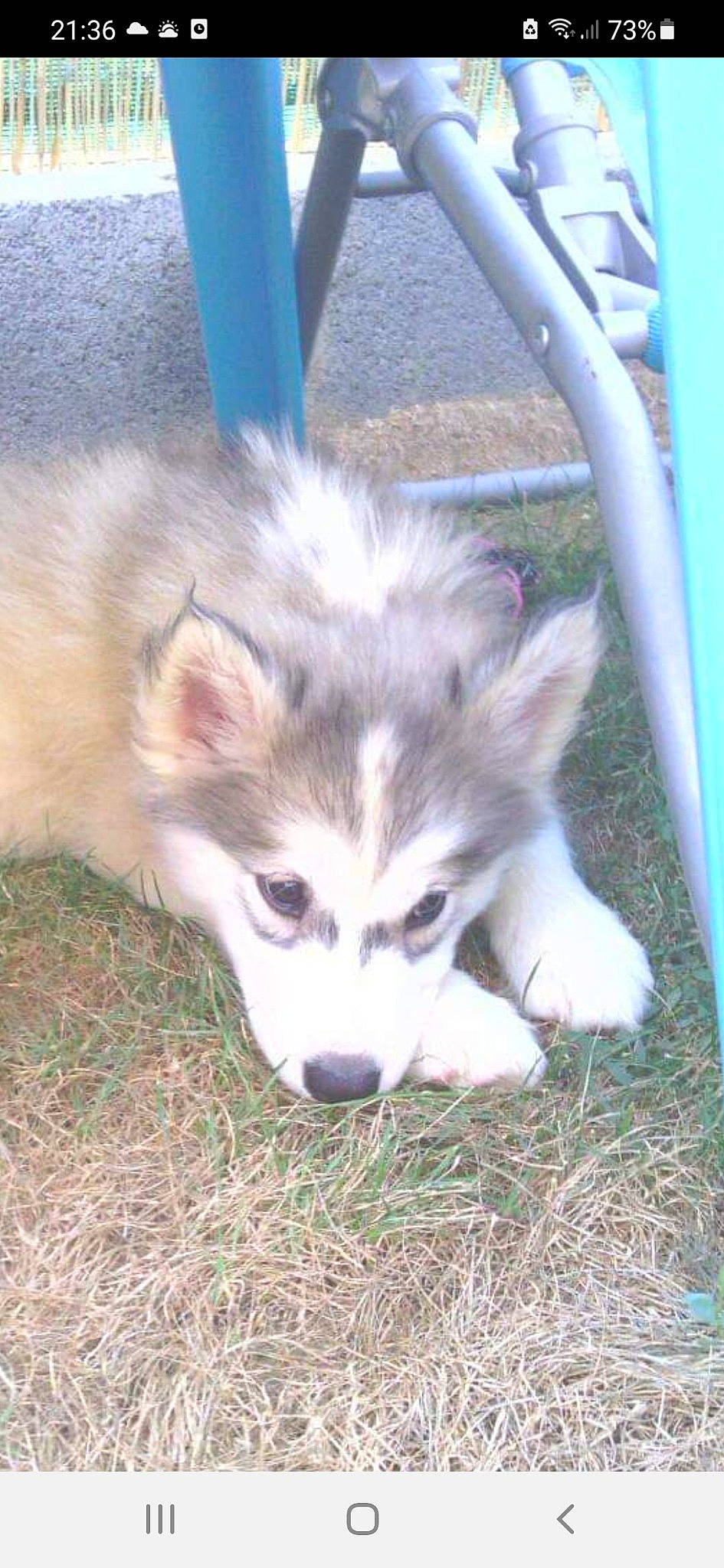 Ianka a rejoint le concours — aidez-le/la à gagner de superbes lots ! ancient_dog_breeds, canis, carnivore, companion_dog, dog, dog_breed, electric_blue, fur, grass, herding_dog, sled_dog, terrestrial_animal, working_dog