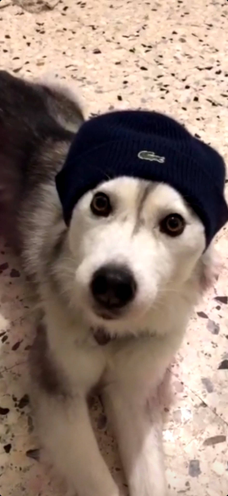 Ianka a rejoint le concours — aidez-le/la à gagner de superbes lots ! beanie, canidae, carnivore, companion_dog, dog, dog_breed, fur, monochrome_photography, non_sporting_group, paw, puppy, siberian_husky, snout, sporting_group, terrestrial_animal, toy_dog, whiskers, working_animal, working_dog