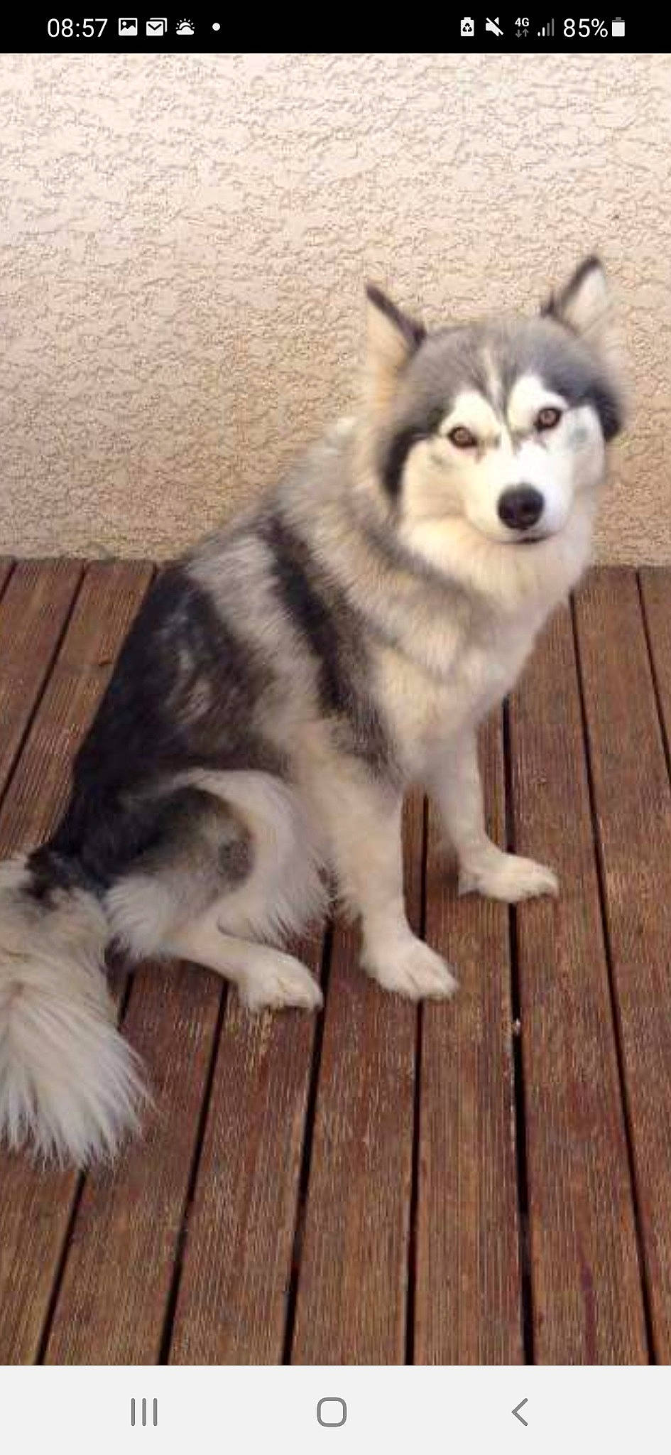 Ianka participe au concours pour gagner de l'argent avec cette photo : ancient_dog_breeds, canidae, canis, carnivore, companion_dog, dog, dog_breed, fur, hardwood, non_sporting_group, siberian_husky, sled_dog, snout, sporting_group, tail, terrestrial_animal, wolf, wood, working_animal, working_dog