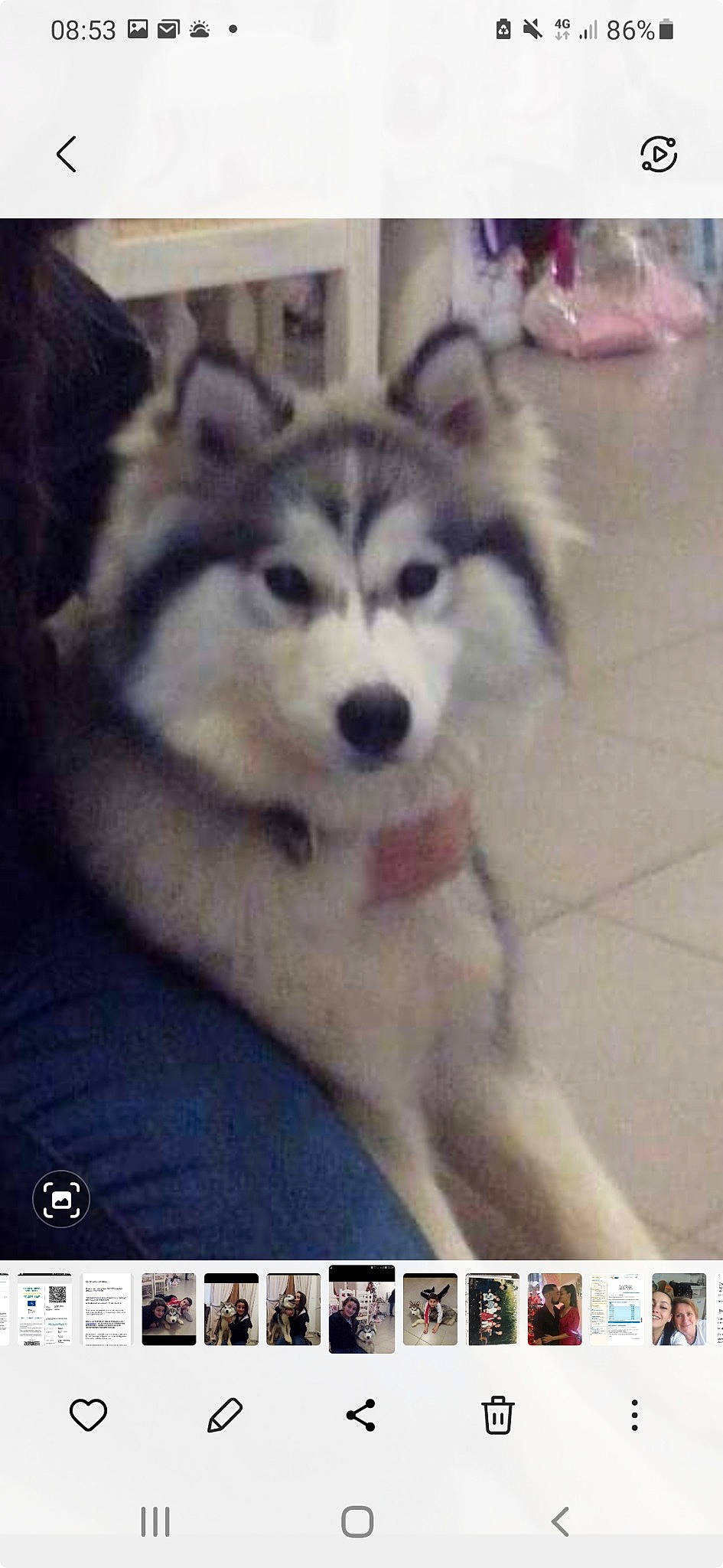 Ianka a rejoint le concours — aidez-le/la à gagner de superbes lots ! canidae, carnivore, companion_dog, dog, dog_breed, font, fur, non_sporting_group, photo_caption, photograph, photography, screenshot, sled_dog, snapshot, snout, sporting_group, square, terrestrial_animal, working_animal, working_dog