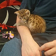 Everest a rejoint le concours — aidez-le/la à gagner de superbes lots ! kitten, cat, person, hand, arm, jeans, shirt, couch, toy, indoor, pet, animal, feline, spotted, small, cute, resting, cozy, casual, patterned