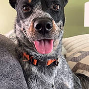 Grizzly joined the competition — help win amazing prizes! dog, close_up, tongue_out, orange_collar, couch, indoor, pet, ears_up, happy, brown_eyes, fur, black_and_white, patterned_cushion, green_wall, relaxed, companion, domestic_animal, snout, sitting, friendly