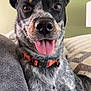 dog, close_up, tongue_out, orange_collar, couch, indoor, pet, ears_up, happy, brown_eyes, fur, black_and_white, patterned_cushion, green_wall, relaxed, companion, domestic_animal, snout, sitting, friendly