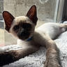 Babyg a rejoint le concours — aidez-le/la à gagner de superbes lots ! animal, blanket, cat, collar, cozy, curious, ears, face, fur, indoor, kitten, light, paw, pet, resting, shadow, siamese, texture, whiskers, window