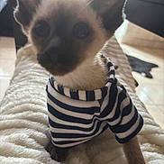 Babyg participe au concours pour gagner de l'argent avec cette photo : animal, blanket, cat, close_up, cozy, cute, domestic, ears, eyes, feline, fur, home, indoor, kitten, paws, pet, siamese, soft_texture, striped_clothing, young