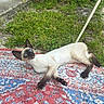 Babyg participe au concours pour gagner de l'argent avec cette photo : animal, blue_eyes, cat, colorful, concrete, curious, ears, feline, grass, laying_down, nature, outdoor, patterned_rug, pet, plants, rug, siamese_cat, sunlight, texture, whiskers