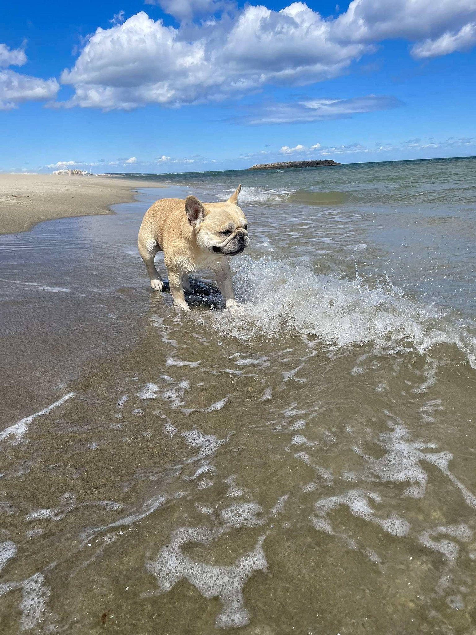 Lebron participe au concours pour gagner de l'argent avec cette photo : beach, carnivore, cloud, coast, companion_dog, cumulus, dog, dog_breed, horizon, lake, landscape, ocean, sky, sporting_group, tide, tundra, water, wave, wind_wave, working_animal