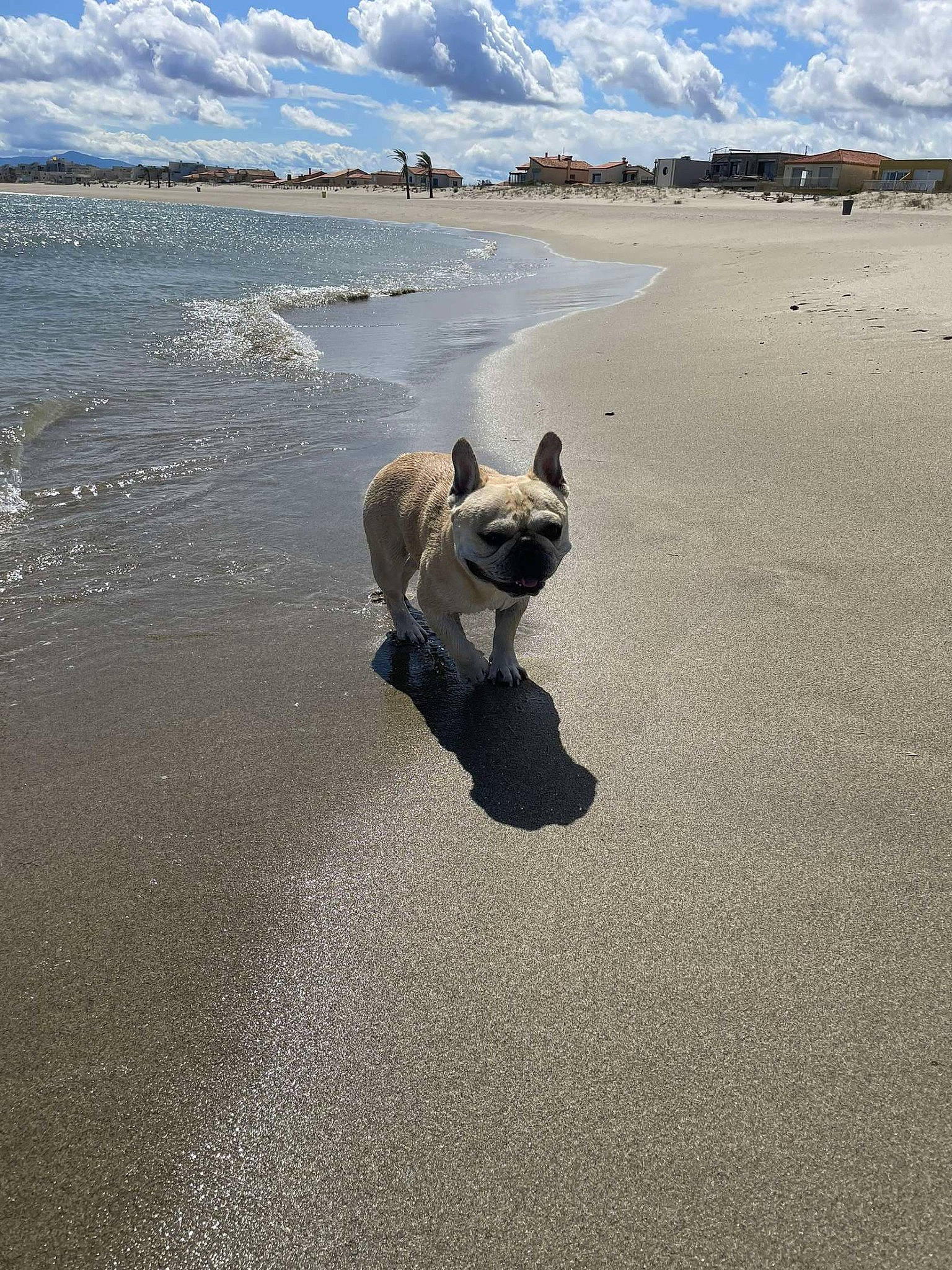 Lebron participe au concours pour gagner de l'argent avec cette photo : beach, body_of_water, canidae, carnivore, cloud, companion_dog, cumulus, dog, dog_breed, fawn, horizon, ice_cap, lake, landscape, ocean, sand, sky, sporting_group, water, wind_wave