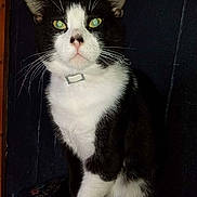 Sylvester joined the competition — help win amazing prizes! cat, black_and_white, pet, animal, feline, collar, whiskers, green_eyes, sitting, indoor, portrait, fur, alert, cute, domestic_animal, closeup, face, ears, tail, looking