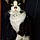 Sylvester