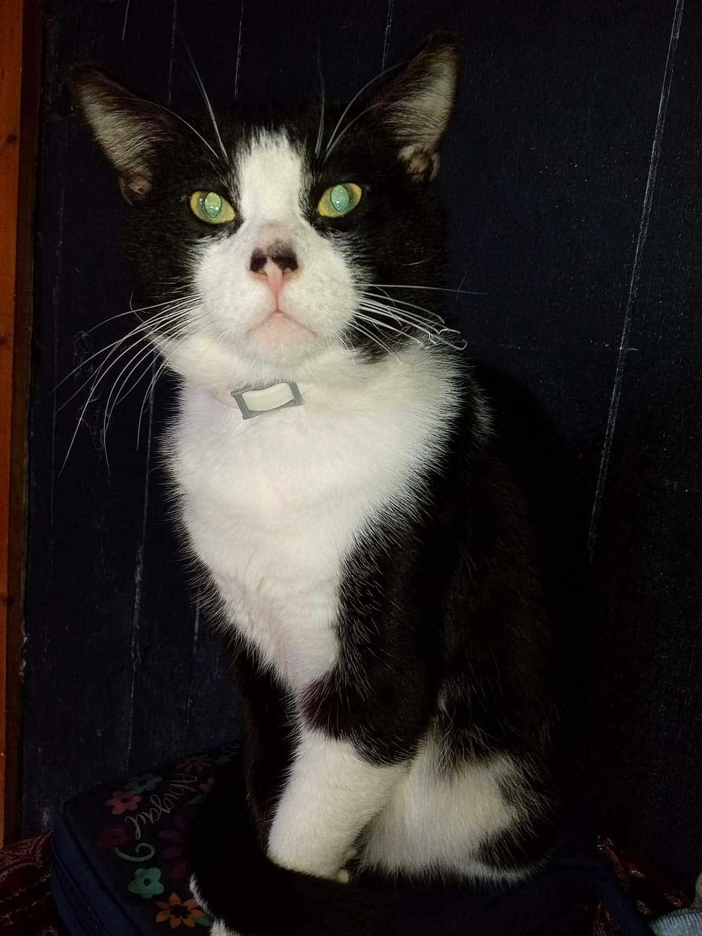 Sylvester