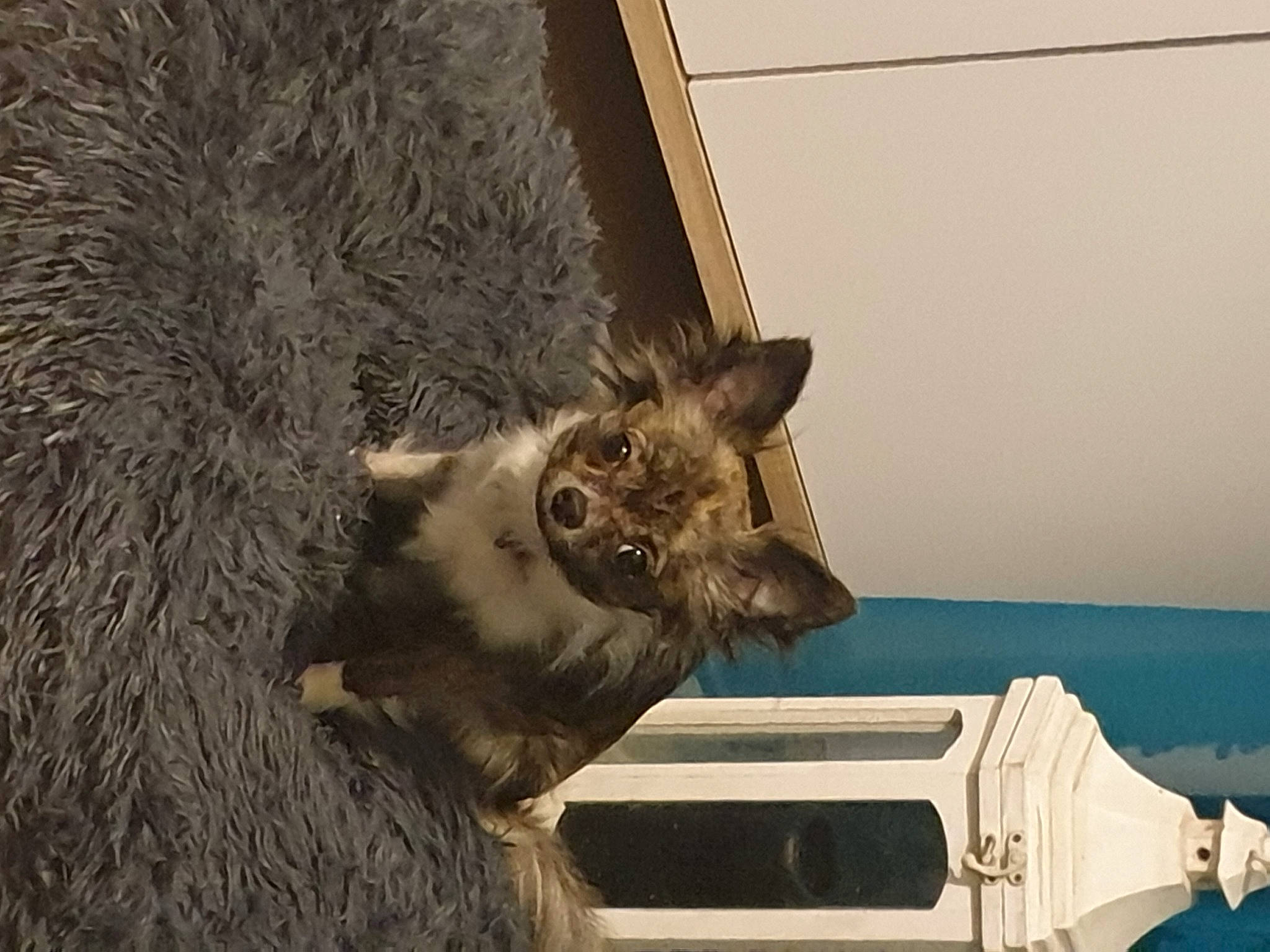 Alana participe au concours pour gagner de l'argent avec cette photo : art, big_cats, building, carnivore, fawn, felidae, fur, gargoyle, sculpture, small_to_medium_sized_cats, snout, squirrel, statue, tail, terrestrial_animal, trunk, whiskers, wildlife, window, wood