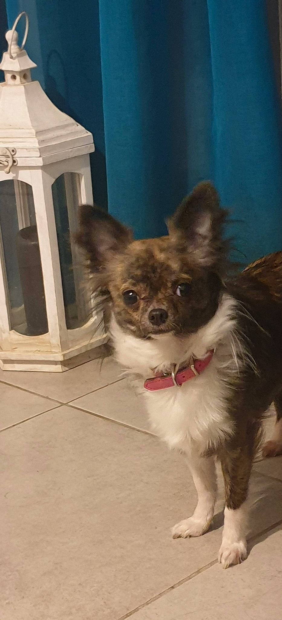 Alana participe au concours pour gagner de l'argent avec cette photo : canidae, carnivore, collar, companion_dog, dog, dog_breed, dog_supply, fawn, fur, non_sporting_group, paw, pet_supply, small_terrier, snout, sporting_group, tail, terrestrial_animal, toy_dog, whiskers, working_animal