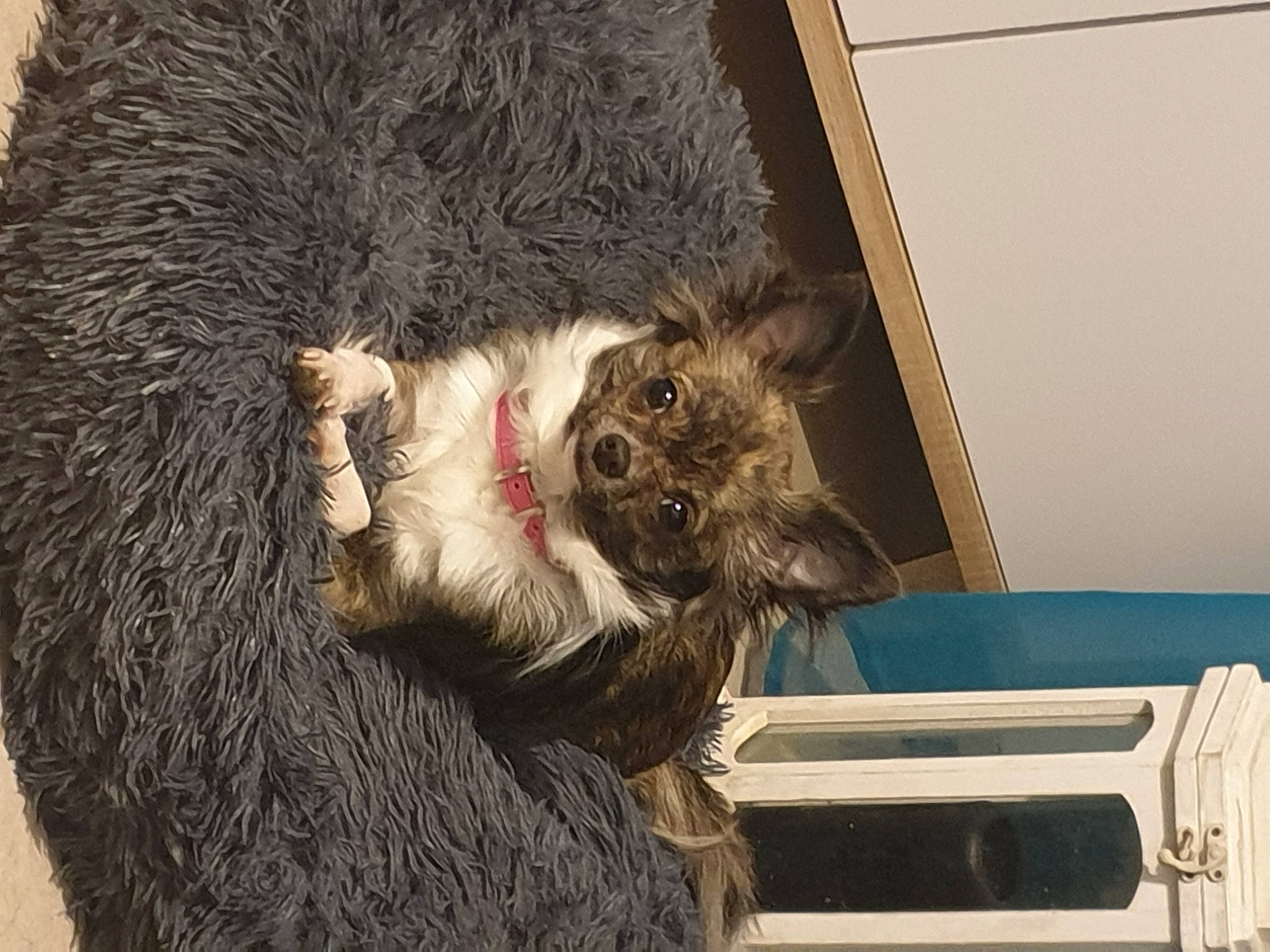 Alana participe au concours pour gagner de l'argent avec cette photo : canidae, carnivore, cat, claw, dog_breed, domestic_short_haired_cat, fawn, felidae, fur, natural_material, paw, procyonidae, small_to_medium_sized_cats, snout, tail, whiskers