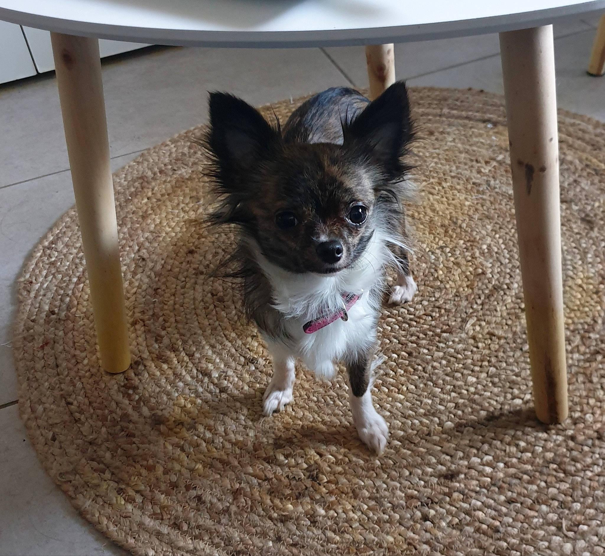 Alana participe au concours pour gagner de l'argent avec cette photo : canidae, carnivore, companion_dog, dog, dog_breed, dog_supply, fawn, felidae, flooring, fur, paw, pet_supply, snout, soil, sporting_group, tail, terrestrial_animal, toy_dog, whiskers, working_animal