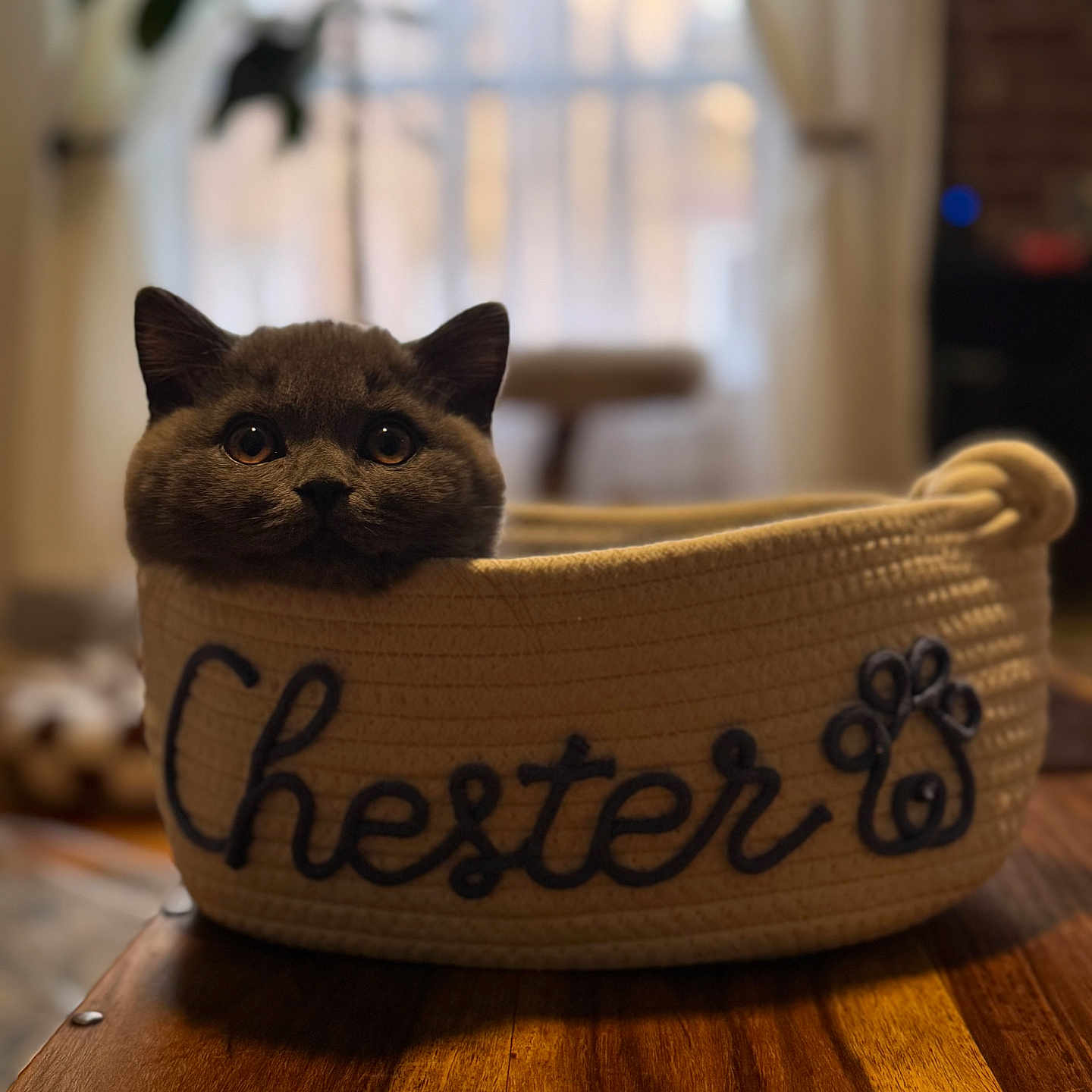 Chester