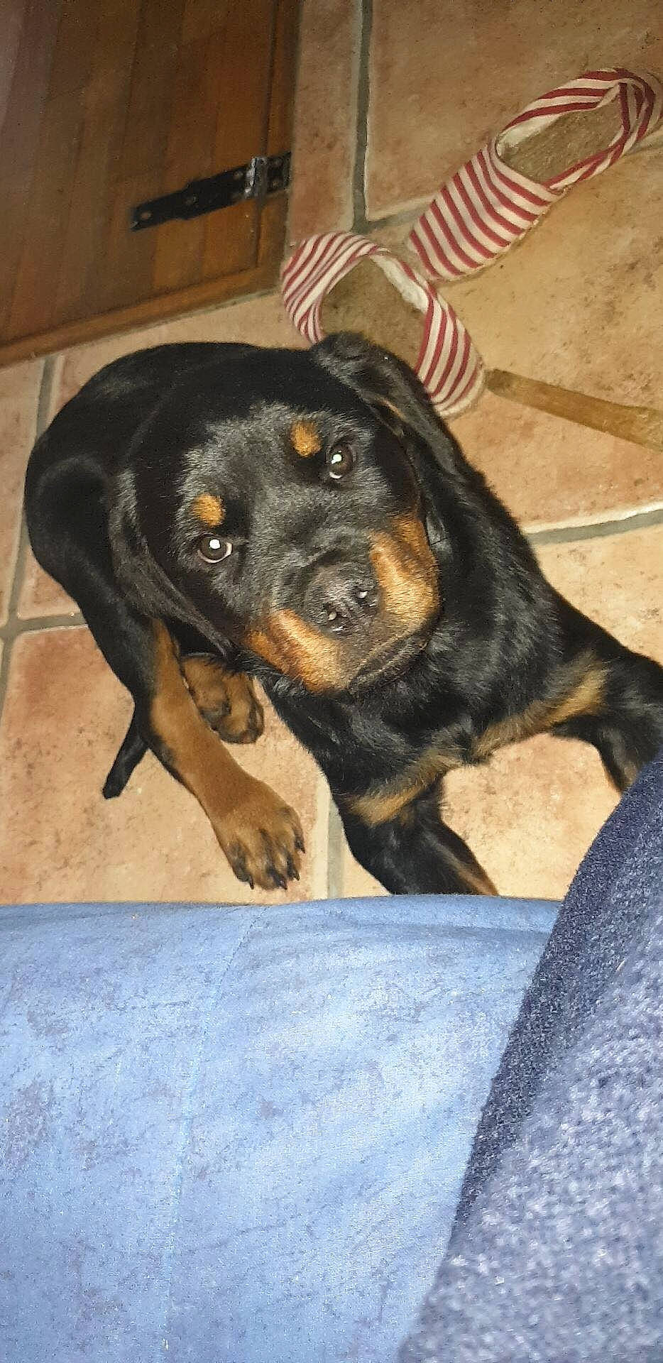 Pearl a rejoint le concours — aidez-le/la à gagner de superbes lots ! canidae, carnivore, companion_dog, dog, dog_breed, fawn, fur, guard_dog, hound, hunting_dog, snout, sporting_group, terrestrial_animal, whiskers, working_animal, working_dog