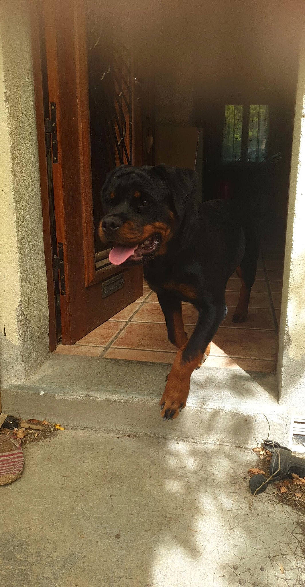 Pearl a rejoint le concours — aidez-le/la à gagner de superbes lots ! brown, canidae, carnivore, companion_dog, dog, dog_breed, door, fawn, floor, flooring, guard_dog, hardwood, home_door, liver, snout, sporting_group, tints_and_shades, window, wood, working_animal