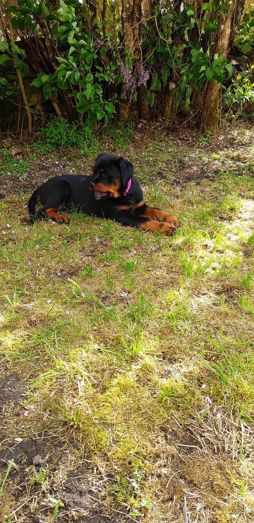 Pearl participe au concours pour gagner de l'argent avec cette photo : austrian_black_and_tan_hound, canidae, carnivore, companion_dog, dog, dog_breed, fawn, grass, groundcover, guard_dog, hound, hunting_dog, plant, rottweiler, shrub, soil, sporting_group, terrestrial_animal, working_animal, working_dog