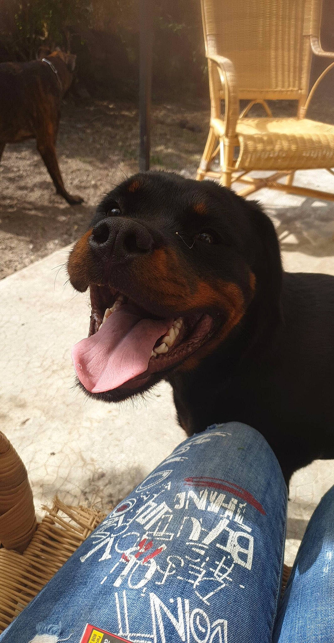 Pearl a rejoint le concours — aidez-le/la à gagner de superbes lots ! canidae, carnivore, chair, collar, companion_dog, denim, dog, dog_breed, fawn, fur, hound, liver, pet_supply, smile, snout, sporting_group, terrestrial_animal, whiskers, working_animal, working_dog