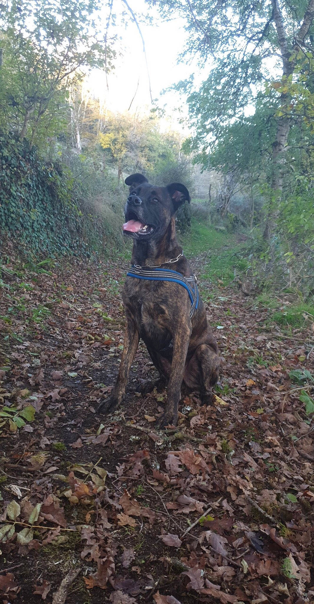 Jack participe au concours pour gagner de l'argent avec cette photo : canidae, carnivore, dog, dog_breed, fawn, forest, grass, landscape, pack_animal, plant, recreation, sky, soil, sporting_group, tail, trail, tree, wood, woodland, working_animal