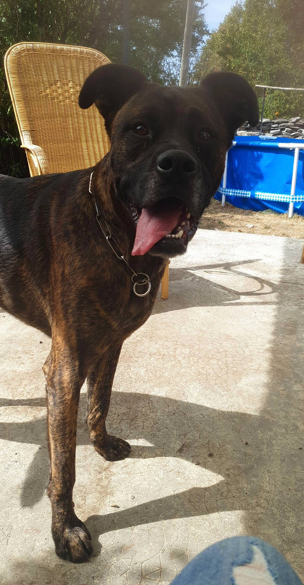 Jack participe au concours pour gagner de l'argent avec cette photo : canidae, carnivore, collar, companion_dog, dog, dog_breed, dog_collar, eye, fawn, fur, guard_dog, liver, plant, road_surface, snout, sporting_group, tail, terrestrial_animal, whiskers, working_animal