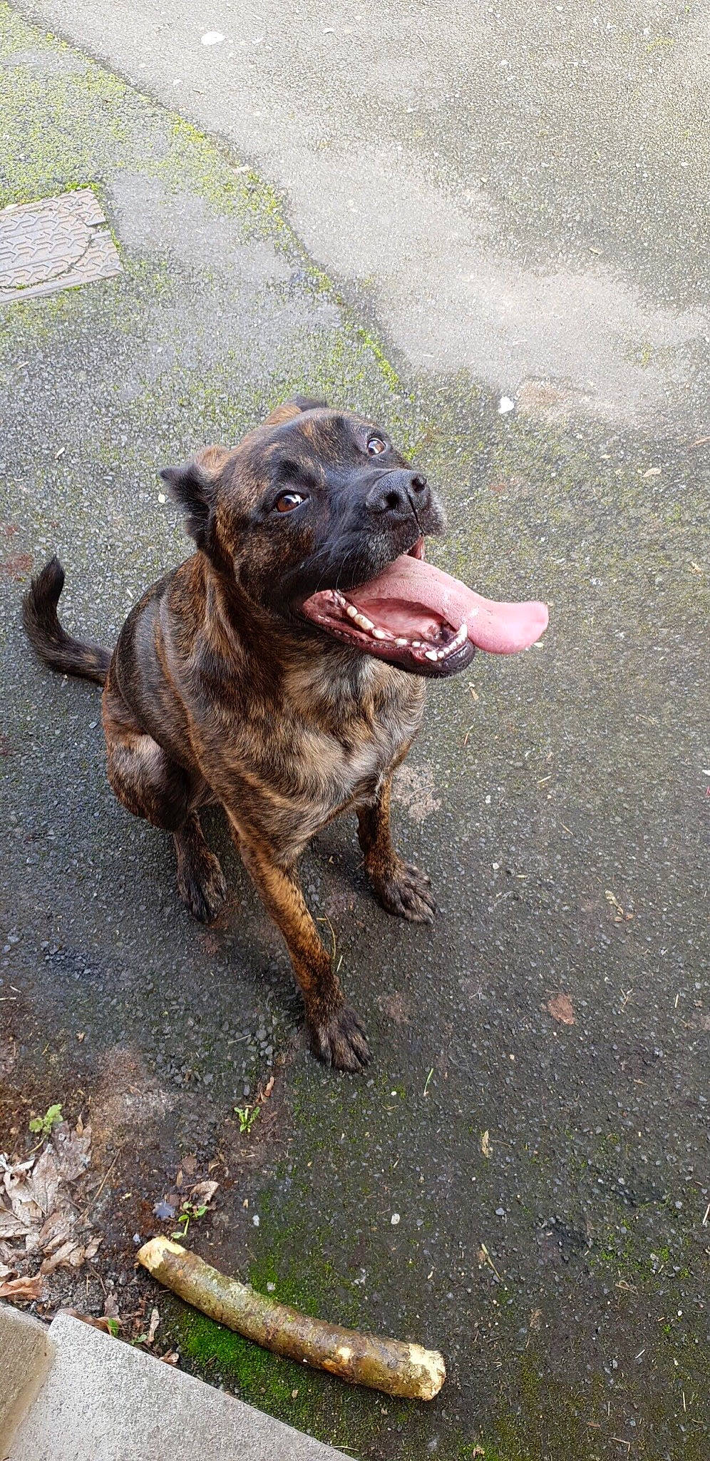 Jack participe au concours pour gagner de l'argent avec cette photo : asphalt, carnivore, collar, companion_dog, dog, dog_breed, dog_collar, fawn, fur, guard_dog, leash, liver, road, road_surface, snout, street_dog, tail, tar, terrestrial_animal, working_animal