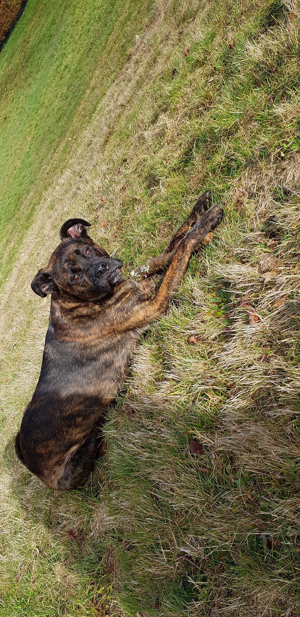 Jack participe au concours pour gagner de l'argent avec cette photo : carnivore, dog, dog_breed, fawn, german_shepherd_dog, grass, groundcover, guard_dog, old_german_shepherd_dog, plant, soil, sporting_group, tail, terrestrial_animal, tree, trunk, wildlife, wood, working_animal, working_dog