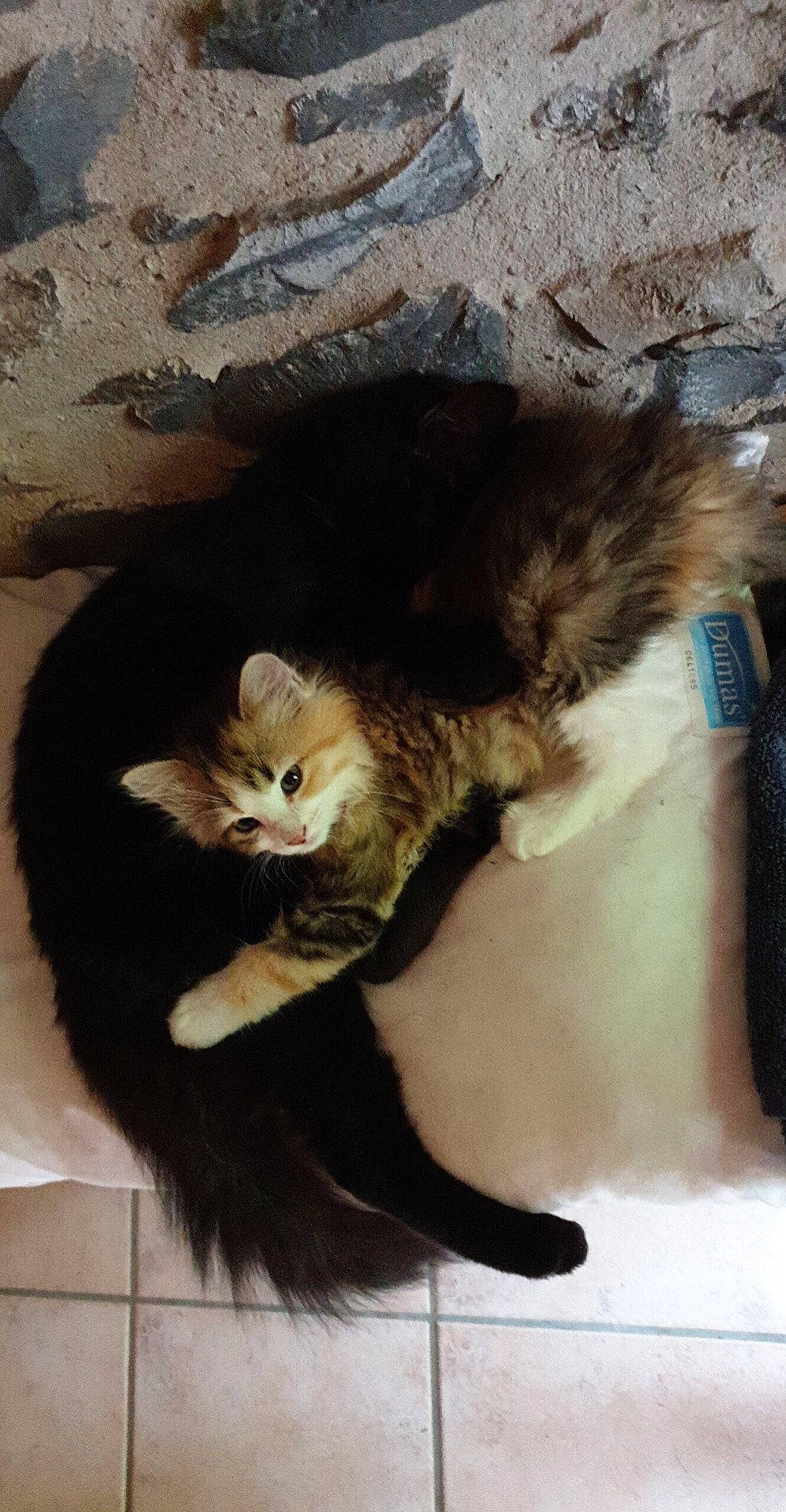 Perché a rejoint le concours — aidez-le/la à gagner de superbes lots ! brown, carnivore, cat, claw, comfort, domestic_short_haired_cat, fawn, felidae, fur, mammal, paw, small_to_medium_sized_cats, snout, tail, terrestrial_animal, vertebrate, whiskers