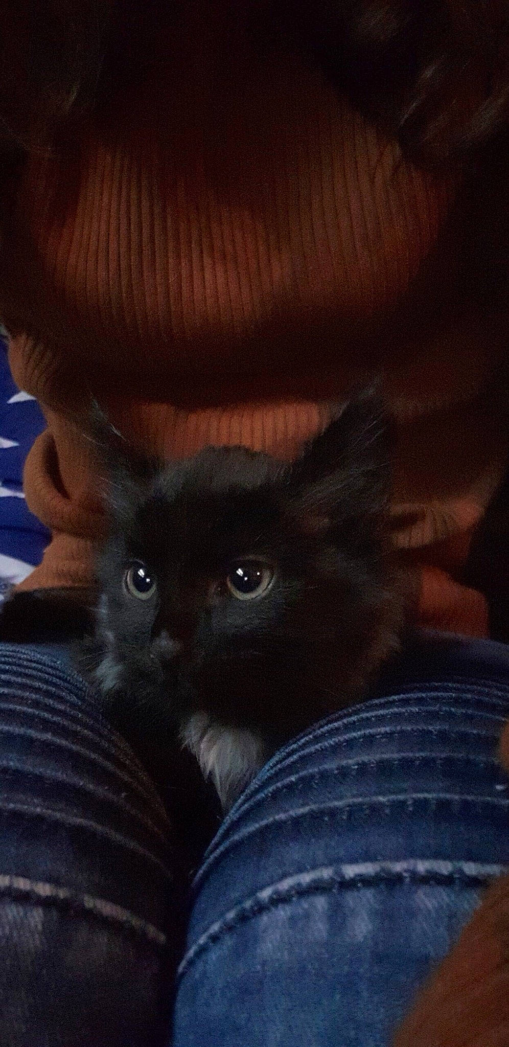 Perché a rejoint le concours — aidez-le/la à gagner de superbes lots ! black_cat, carnivore, cat, claw, comfort, domestic_short_haired_cat, ear, fawn, felidae, fur, gesture, grey, mammal, paw, small_to_medium_sized_cats, snout, tail, terrestrial_animal, vertebrate, whiskers