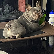 Blu Angel Torres joined the competition — help win amazing prizes! dog, french_bulldog, pet_bed, toy, indoor, floor, fireplace, curious, brown, black, white, animal, domestic_animal, mammal, canine, resting, household, cozy, looking, ears_up