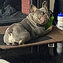 dog, french_bulldog, pet_bed, toy, indoor, floor, fireplace, curious, brown, black, white, animal, domestic_animal, mammal, canine, resting, household, cozy, looking, ears_up