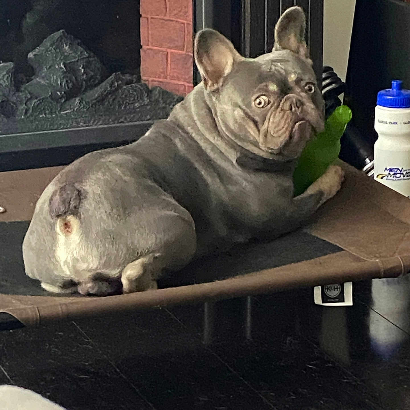 Blu Angel Torres joined the competition — help win amazing prizes! animal, black, brown, canine, cozy, curious, dog, domestic_animal, ears_up, fireplace, floor, french_bulldog, household, indoor, looking, mammal, pet_bed, resting, toy, white