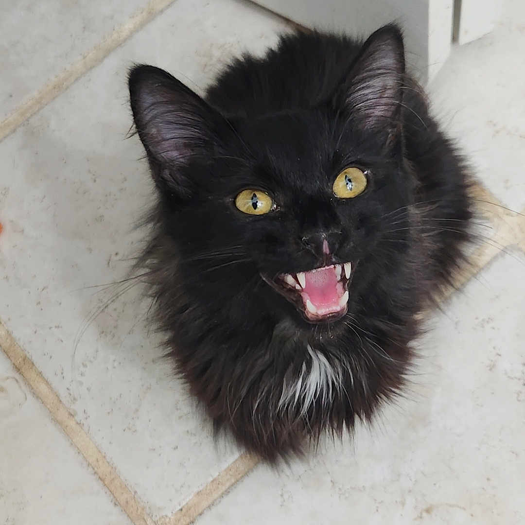 Widdle Nibble joined the competition — help win amazing prizes! alert, animal, black_cat, cat, curious, cute, domestic_cat, door, feline, fluffy, fur, indoor, looking_up, mouth_open, pet, small_animal, teeth, tile_floor, whiskers, yellow_eyes