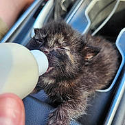 Puckett joined the competition — help win amazing prizes! kitten, cat, milk_bottle, car_interior, hand, furry, pet, small, young, feeding, cute, animal, domestic, feline, cozy, close_up, car_console, paw, fur, sleepy