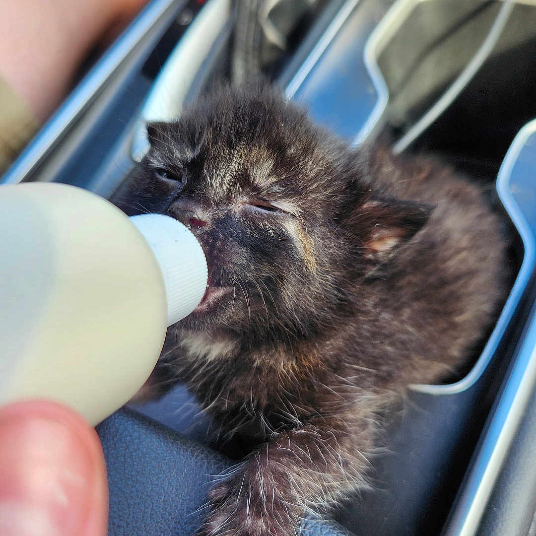 Puckett joined the competition — help win amazing prizes! animal, car_console, car_interior, cat, close_up, cozy, cute, domestic, feeding, feline, fur, furry, hand, kitten, milk_bottle, paw, pet, sleepy, small, young
