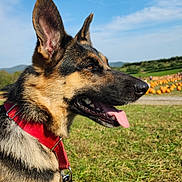 Maze joined the competition — help win amazing prizes! accessories, animal, canine, dog, germanshepherd, leash, pet, policedog, puppy, strap