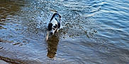 Charlie joined the competition — help win amazing prizes! dog, water, lake, shore, sand, trees, pier, outdoor, animal, nature, splash, ripples, black_and_white, canine, playful, summer, sunlight, reflection, shoreline, recreation
