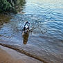 dog, water, lake, shore, sand, trees, pier, outdoor, animal, nature, splash, ripples, black_and_white, canine, playful, summer, sunlight, reflection, shoreline, recreation