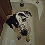 Charlie is registered to the contest to win money with this photo: dog, bathtub, wet, black_and_white, pet, indoor, animal, looking_up, curious, ears, snout, floor, bathroom, sad_eyes, canine, fur, paw, bath_time, domestic, cute