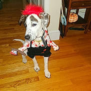 Charlie is registered to the contest to win money with this photo: dog, costume, halloween, red_wig, toy_axe, wooden_floor, indoor, pet, decor, pumpkin, furniture, shelf, books, doorway, playful, curious, black_spots, white_fur, collar, leash