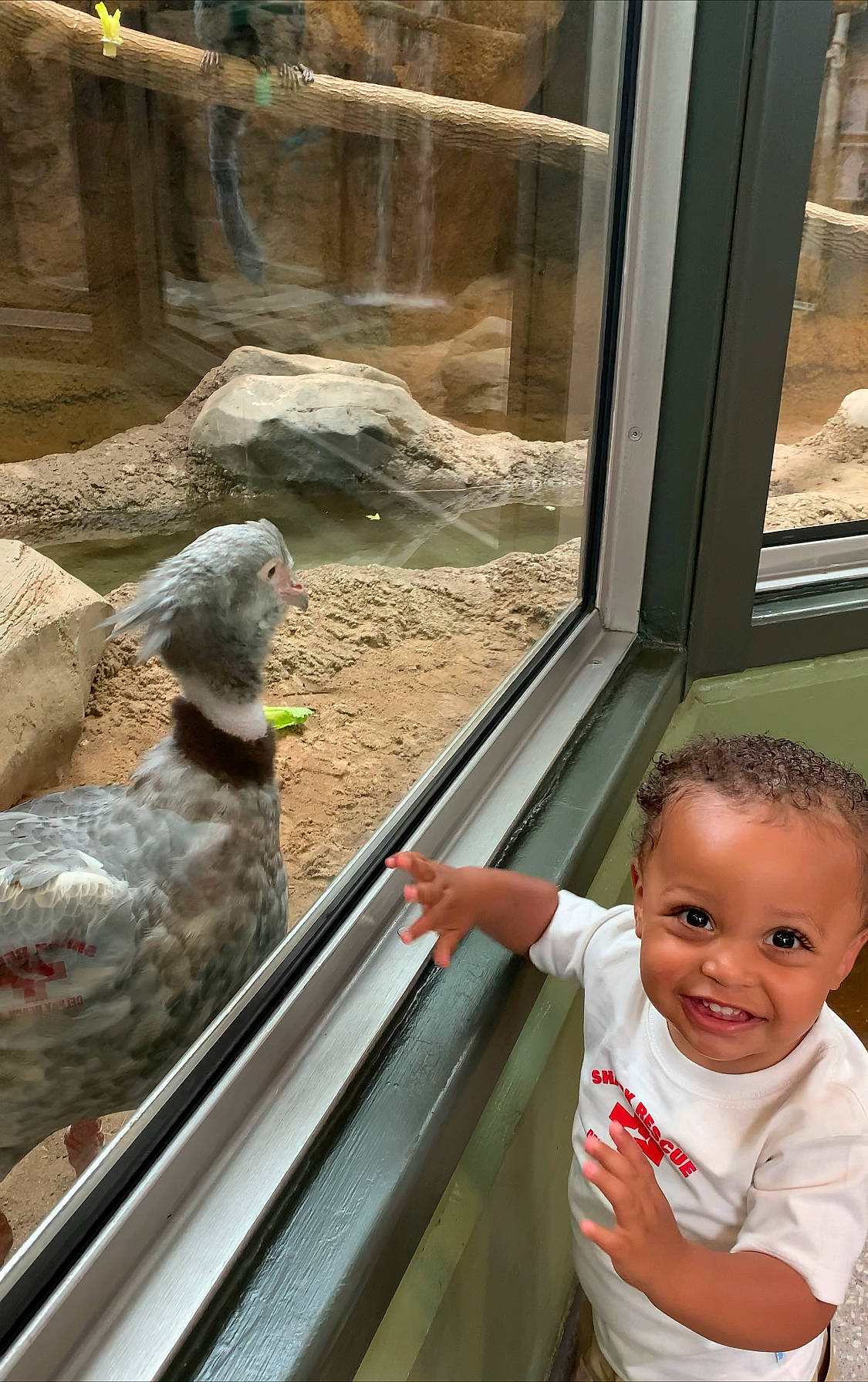 Lance is registered to the contest to win money with this photo: baby, baby_toddler_clothing, beak, bird, child, fun, glass, happy, joy, leisure, meerkat, person, photograph, public_transport, recreation, smile, snapshot, t_shirt, terrestrial_animal, toddler