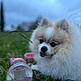dog, pomeranian, fluffy, grass, outdoors, tongue_out, pet, close_up, shallow_depth_of_field, bottle, water_bottle, field, blur_background, cute, fur, animal, small_dog, portrait, nose, eyes