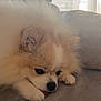 Kovsky participe au concours pour gagner de l'argent avec cette photo : dog, pomeranian, pet, fluffy, fur, cute, face, eye, nose, paw, tongue, blanket, sofa, indoor, resting, close_up, portrait, sleepy, companion, adorable