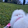 Kovsky participe au concours pour gagner de l'argent avec cette photo : dog, pomeranian, fluffy, white_fur, pink_harness, plush_accessory, water_bottle, grass, outdoor, field, trees, sky, park, close_up, rear_view, pet, accessory, nature, ground_level, cute