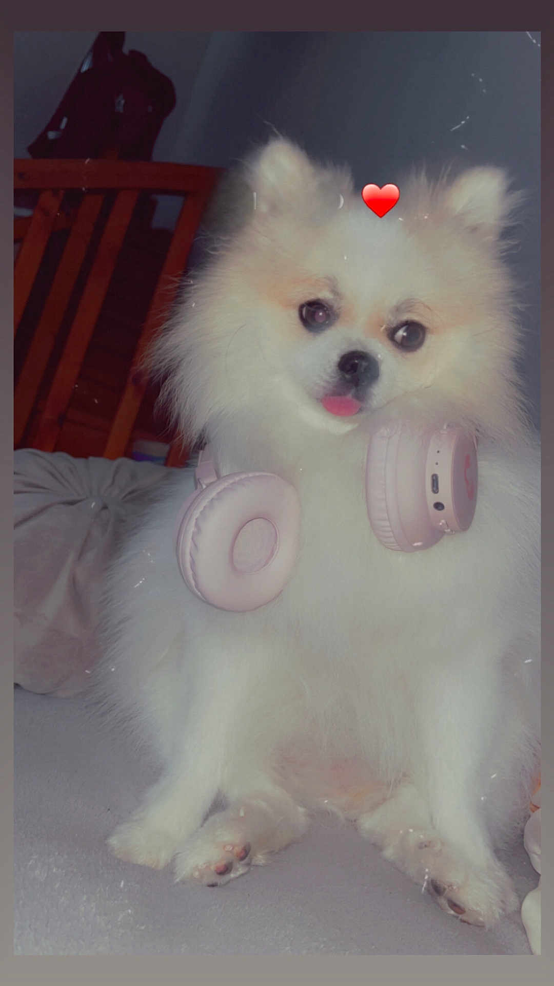 Kovsky a rejoint le concours — aidez-le/la à gagner de superbes lots ! dog, pomeranian, pet, white_fur, fluffy, headphones, pink_headphones, tongue_out, heart_emoji, bed, pillow, indoor, sitting, paws, closeup, portrait, cute, fuzzy, furniture, blanket