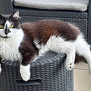 Loki a rejoint le concours — aidez-le/la à gagner de superbes lots ! cat, black_and_white, fluffy, yellow_eyes, lounging, relaxed, stool, woven_plastic, outdoor, pet, feline, fur, whiskers, paws, tail, looking_at_camera, home, cozy, animal, domestic