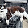 cat, black_and_white, fluffy, yellow_eyes, lounging, relaxed, stool, woven_plastic, outdoor, pet, feline, fur, whiskers, paws, tail, looking_at_camera, home, cozy, animal, domestic